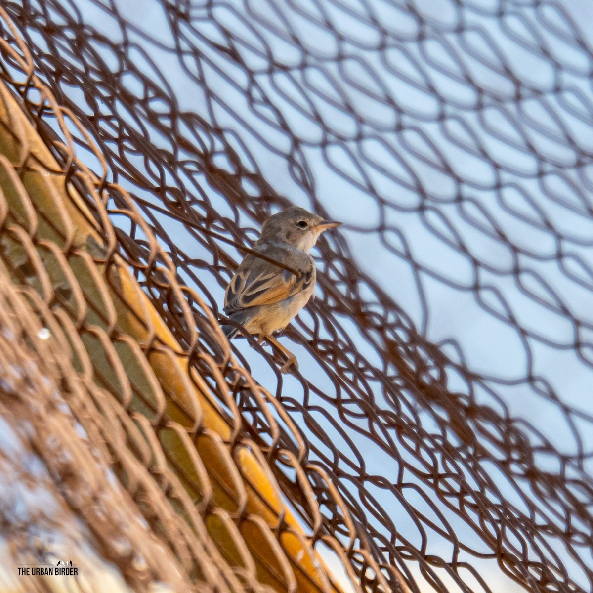 Spectacled Warbler - ML639727396