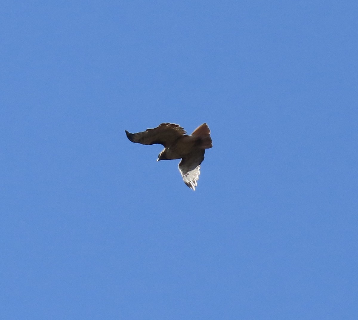 Red-tailed Hawk - ML639727415