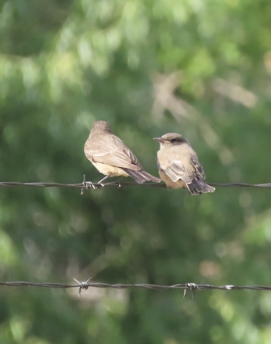 Say's Phoebe - ML639727445