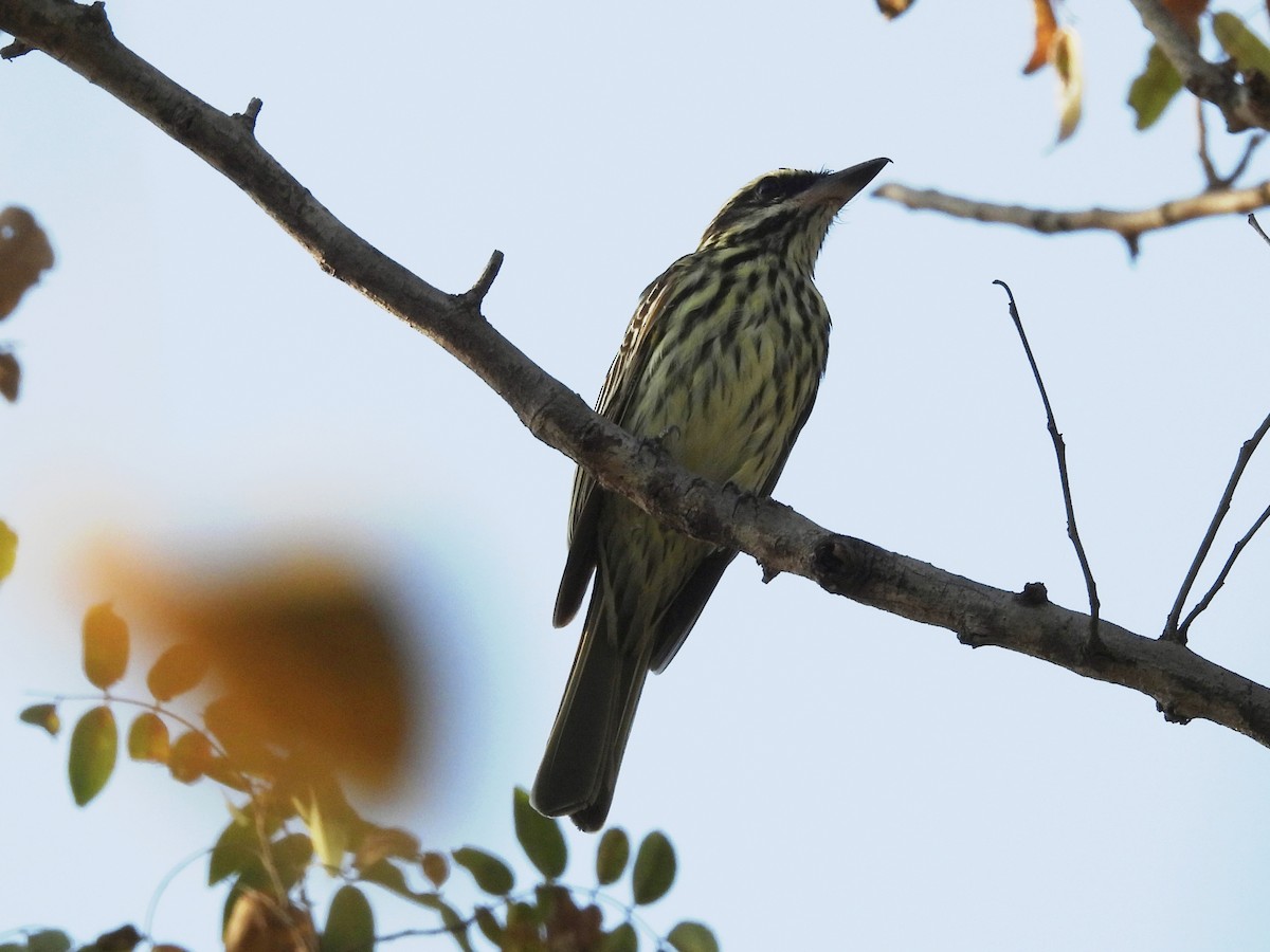 Streaked Flycatcher - ML639727466