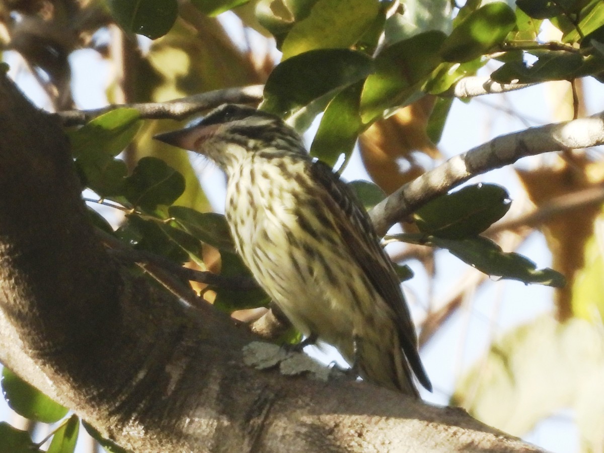Streaked Flycatcher - ML639727467