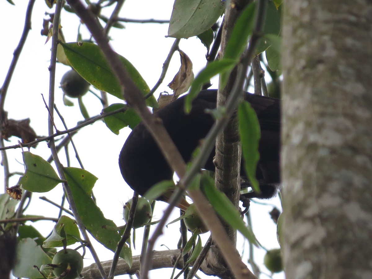 Red-rumped Cacique - ML639727476