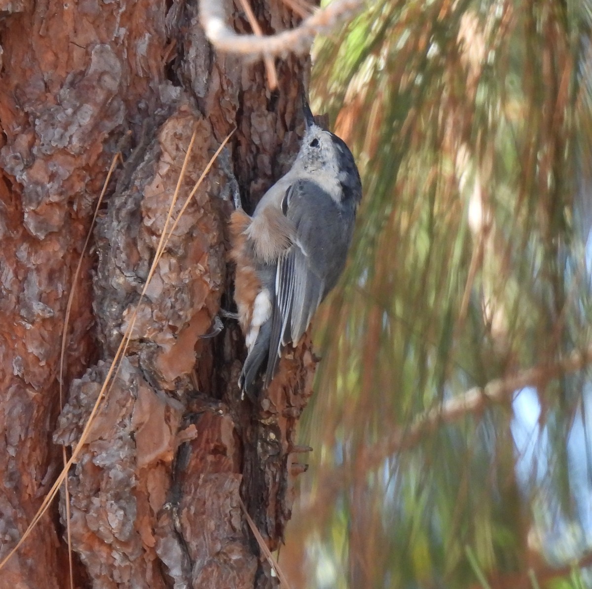 White-breasted Nuthatch - ML639727483