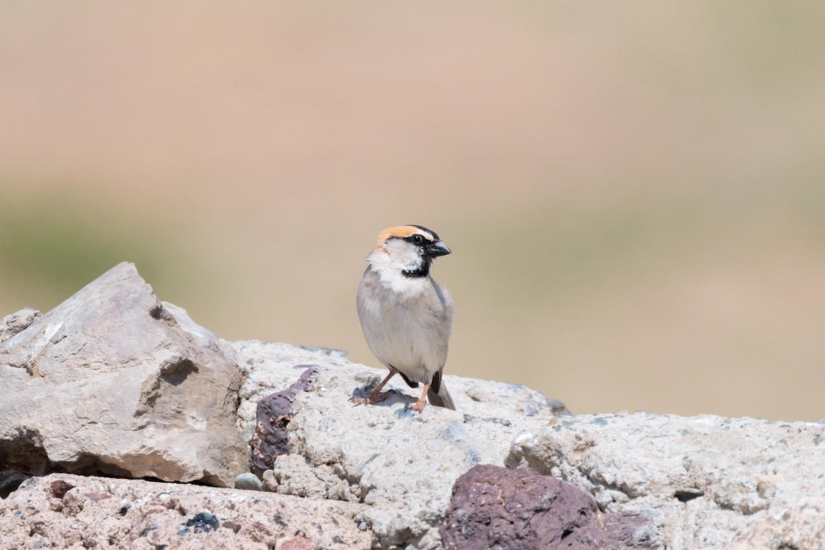 Saxaul Sparrow - ML639727518