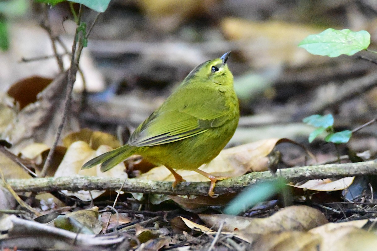 Paruline rubanée - ML639727540