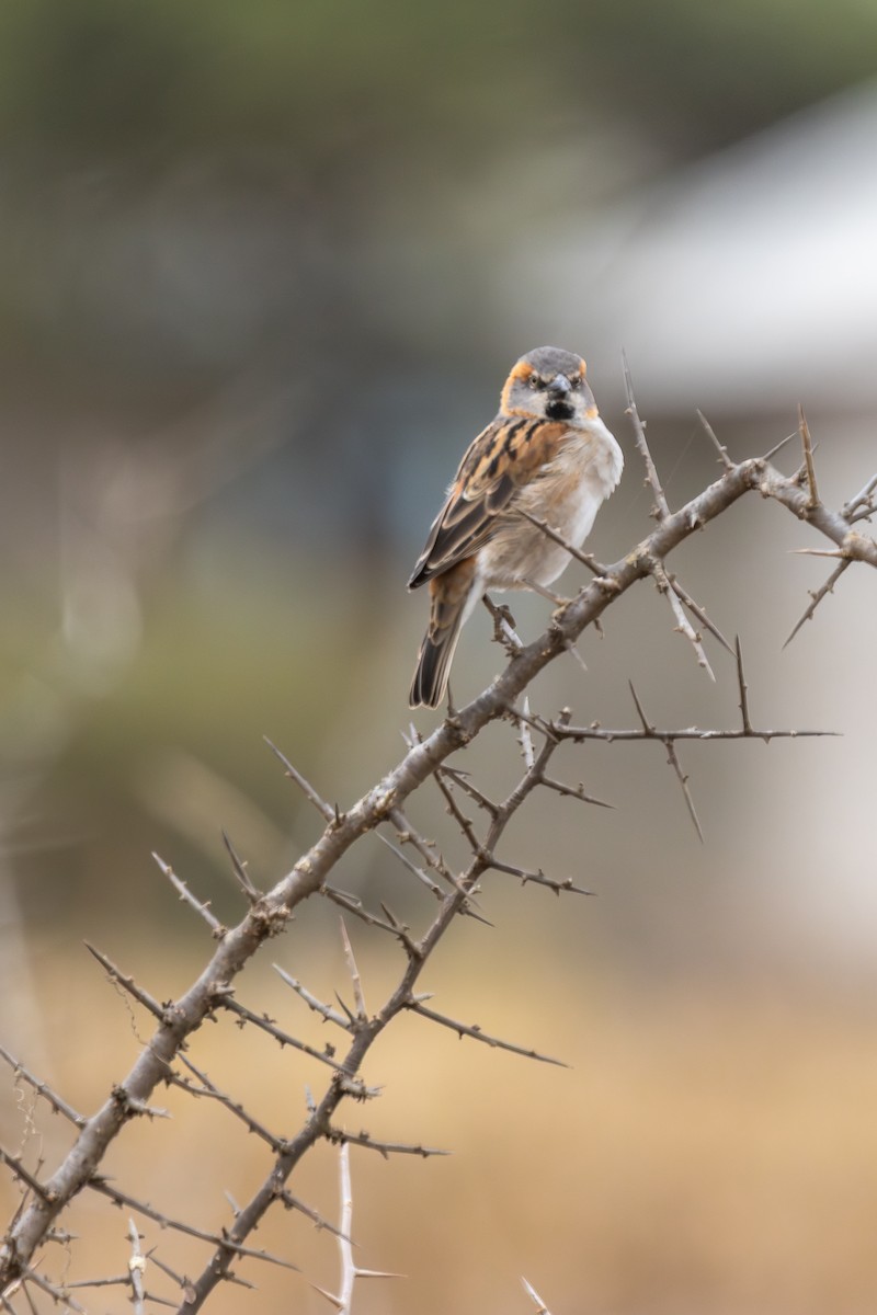 Moineau roux - ML639727553