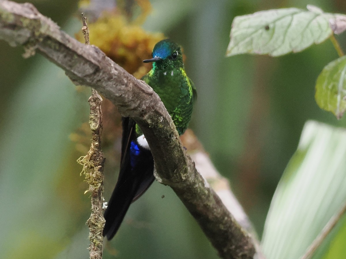 Sapphire-vented Puffleg - ML639727586
