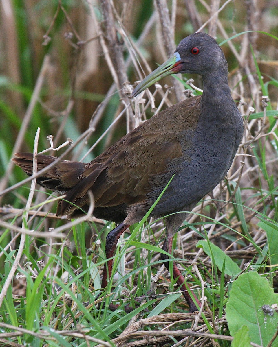 Plumbeous Rail - ML63972771