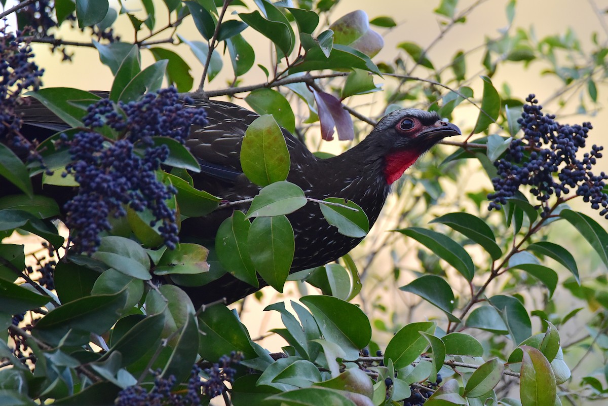 Red-faced Guan - ML639727725