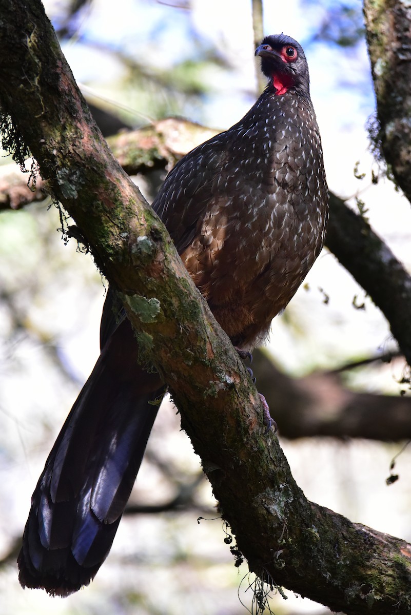 Red-faced Guan - ML639727746