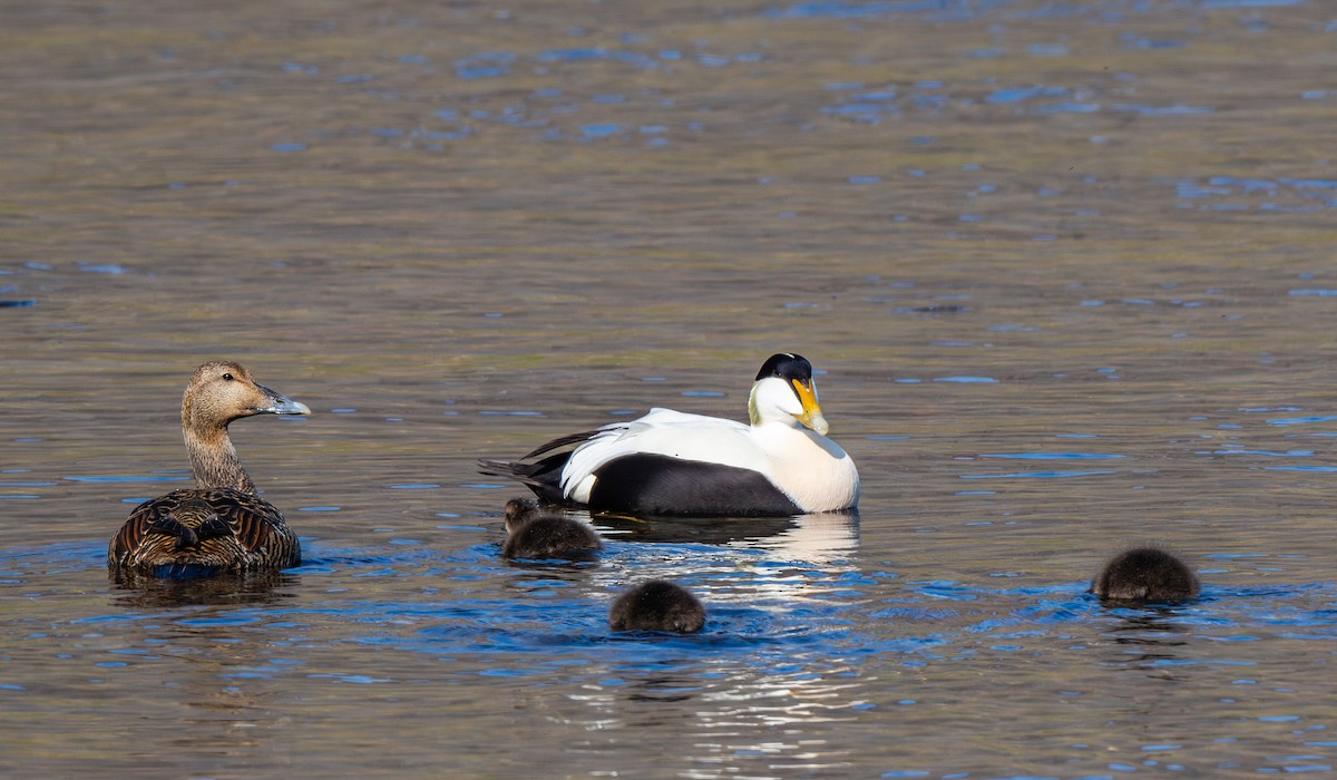 Common Eider - ML639727764