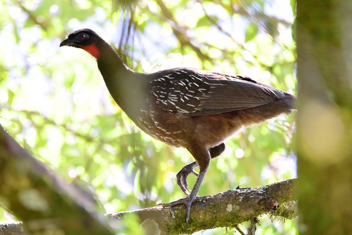 Pénélope des yungas - ML639727774