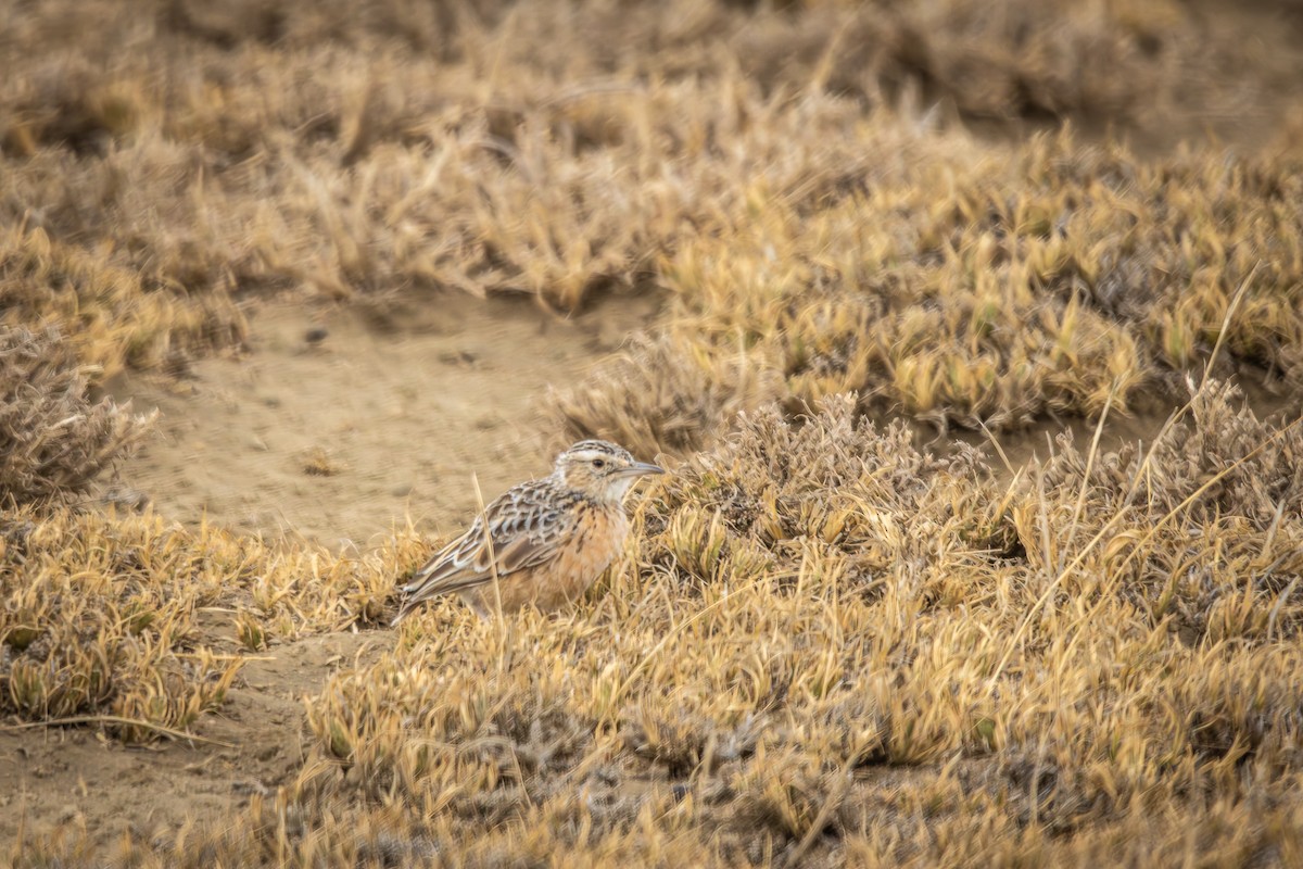 Beesley's Lark - ML639727817