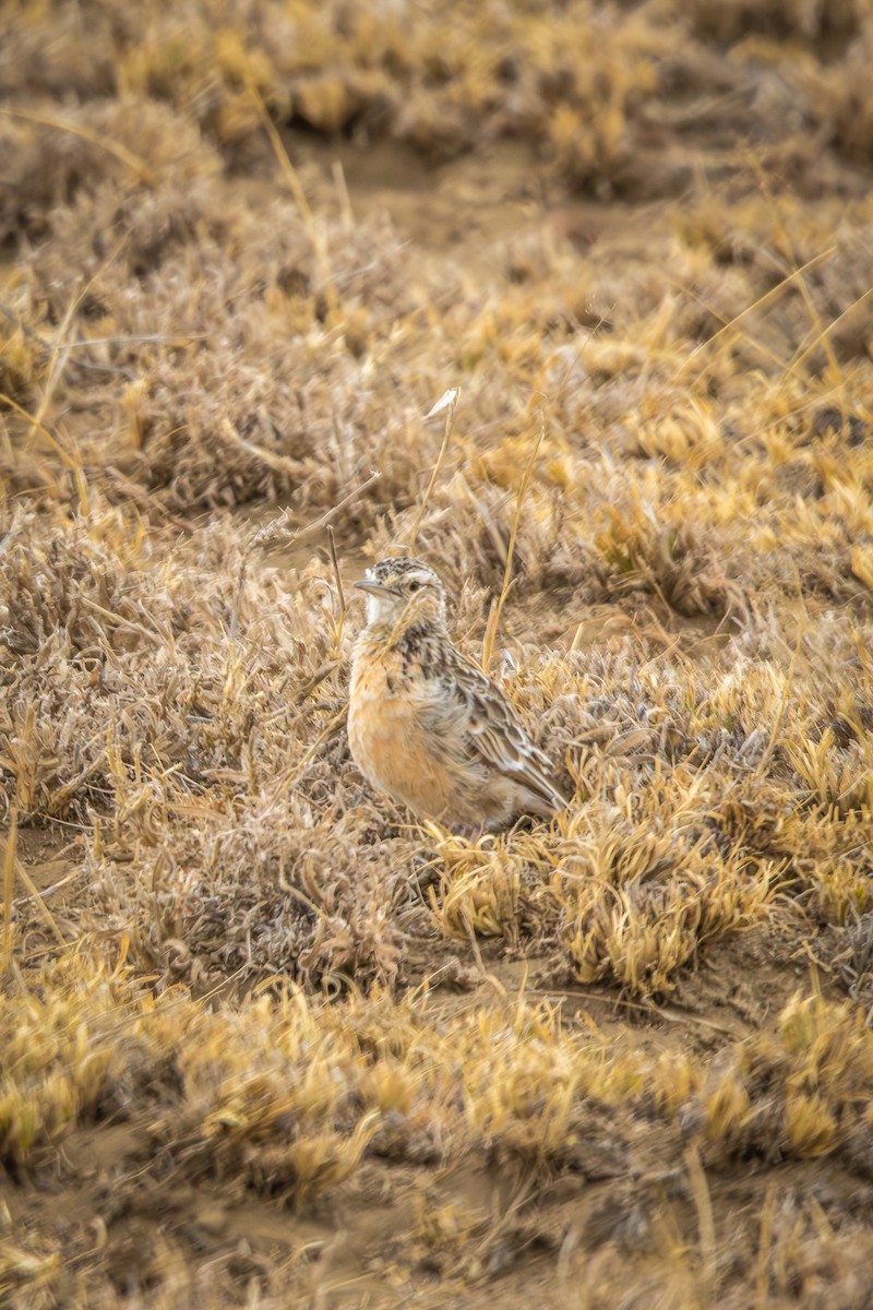 Beesley's Lark - ML639727831