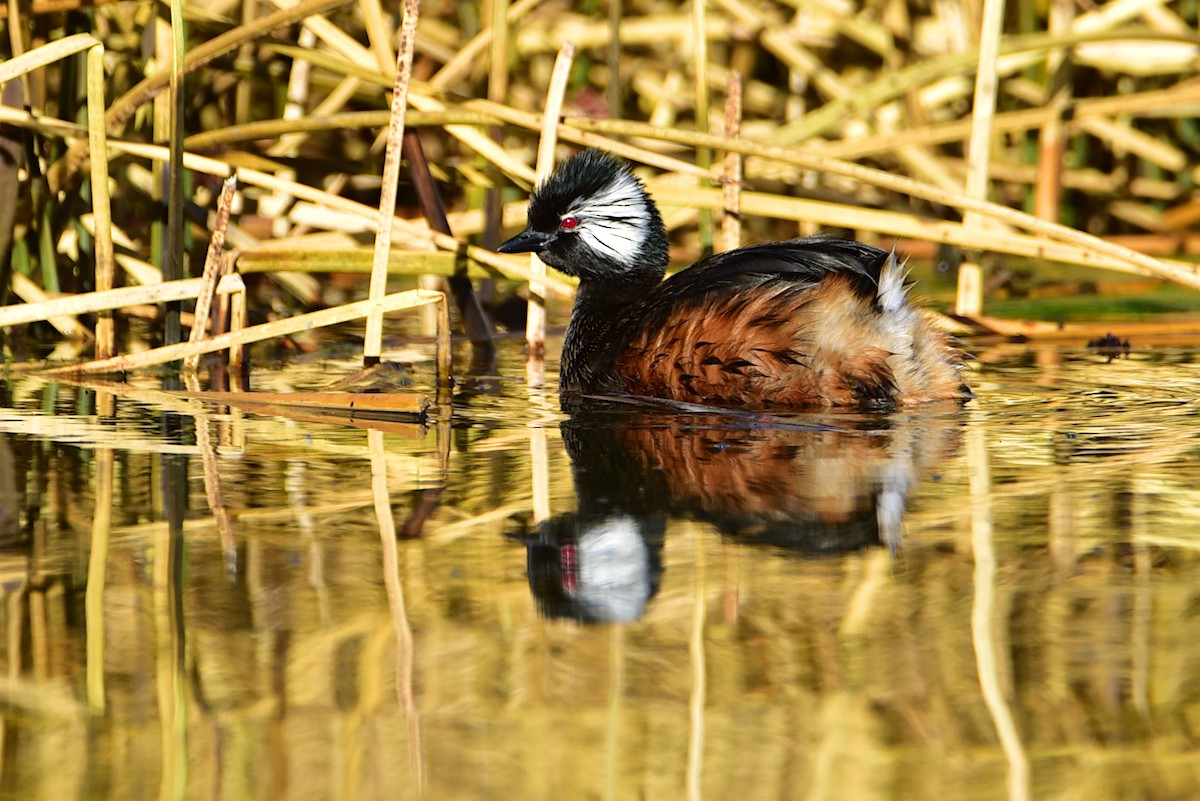White-tufted Grebe - ML639727910