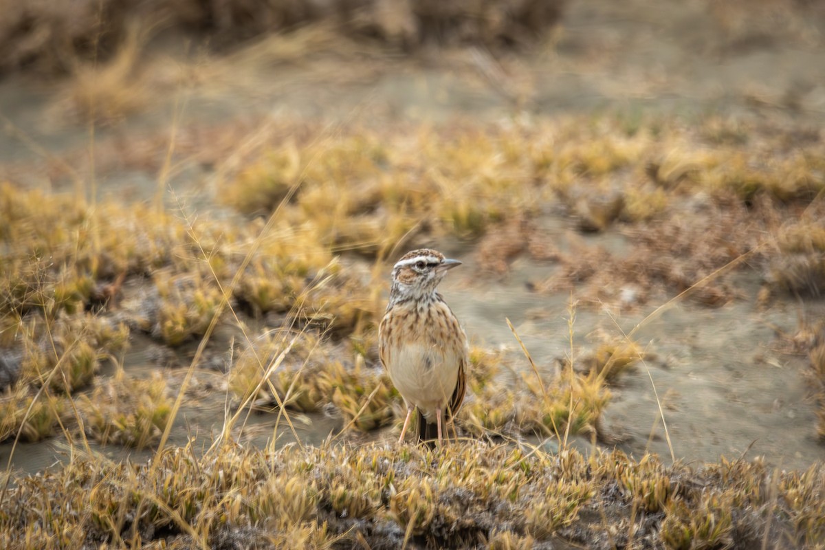 Fawn-colored Lark (Foxy) - ML639727914