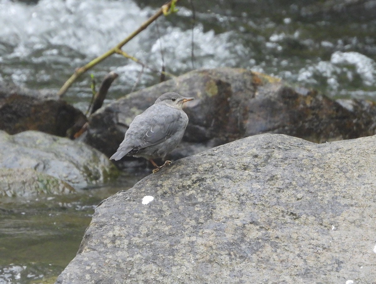 American Dipper - ML639727926