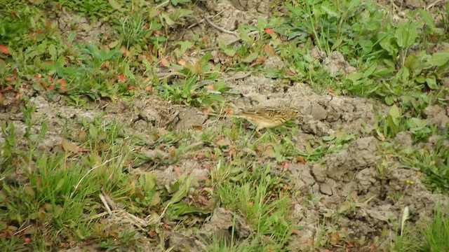 Yellowish Pipit - ML639727958