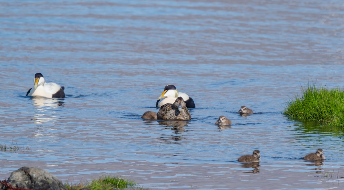 Common Eider - ML639727972
