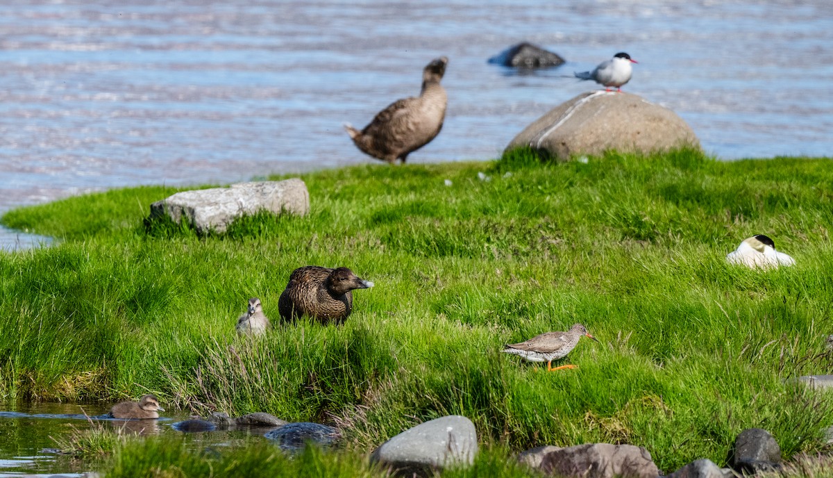 Common Eider - ML639727977