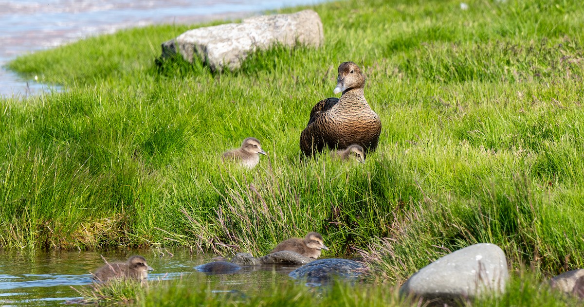 Common Eider - ML639727983