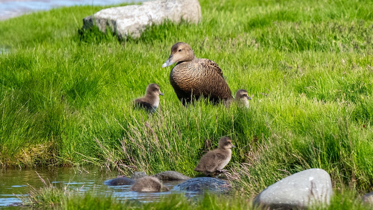 Common Eider - ML639727988