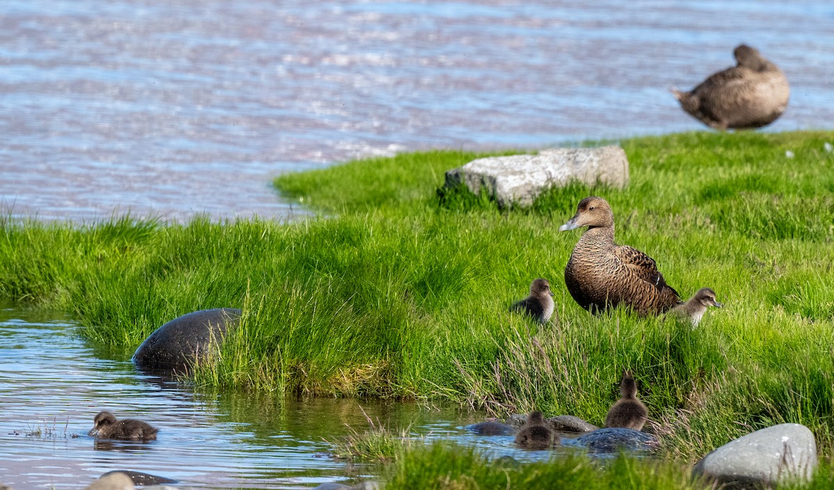 Common Eider - ML639728018