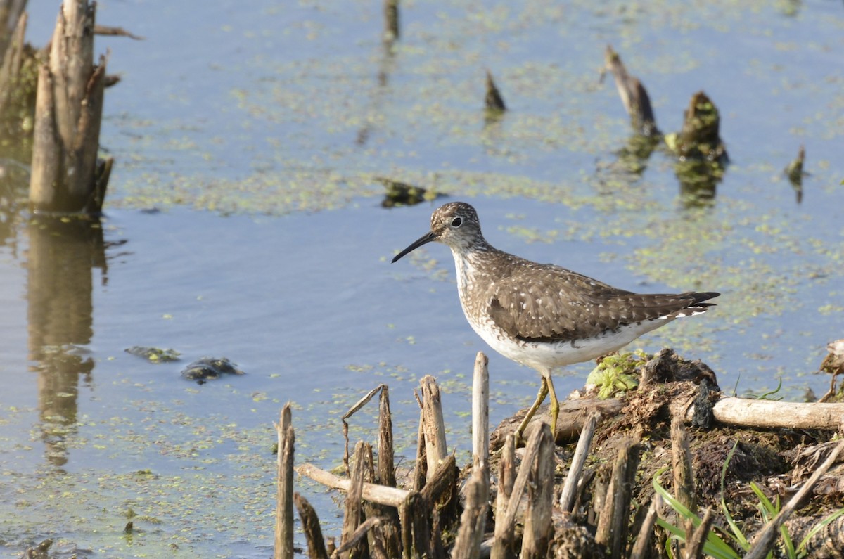 Solitary Sandpiper - Dominique Blanc