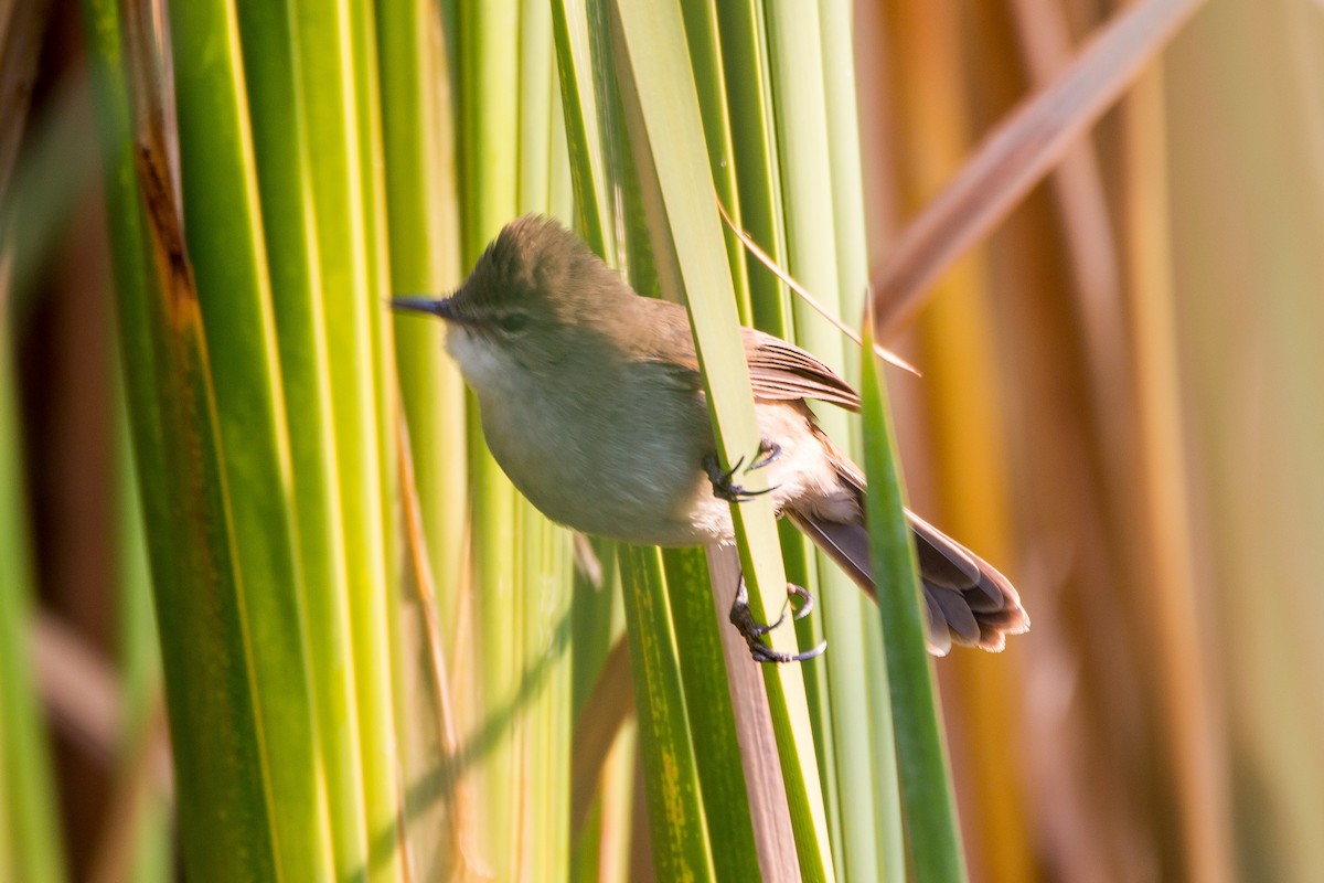 Common Reed Warbler - ML639728059