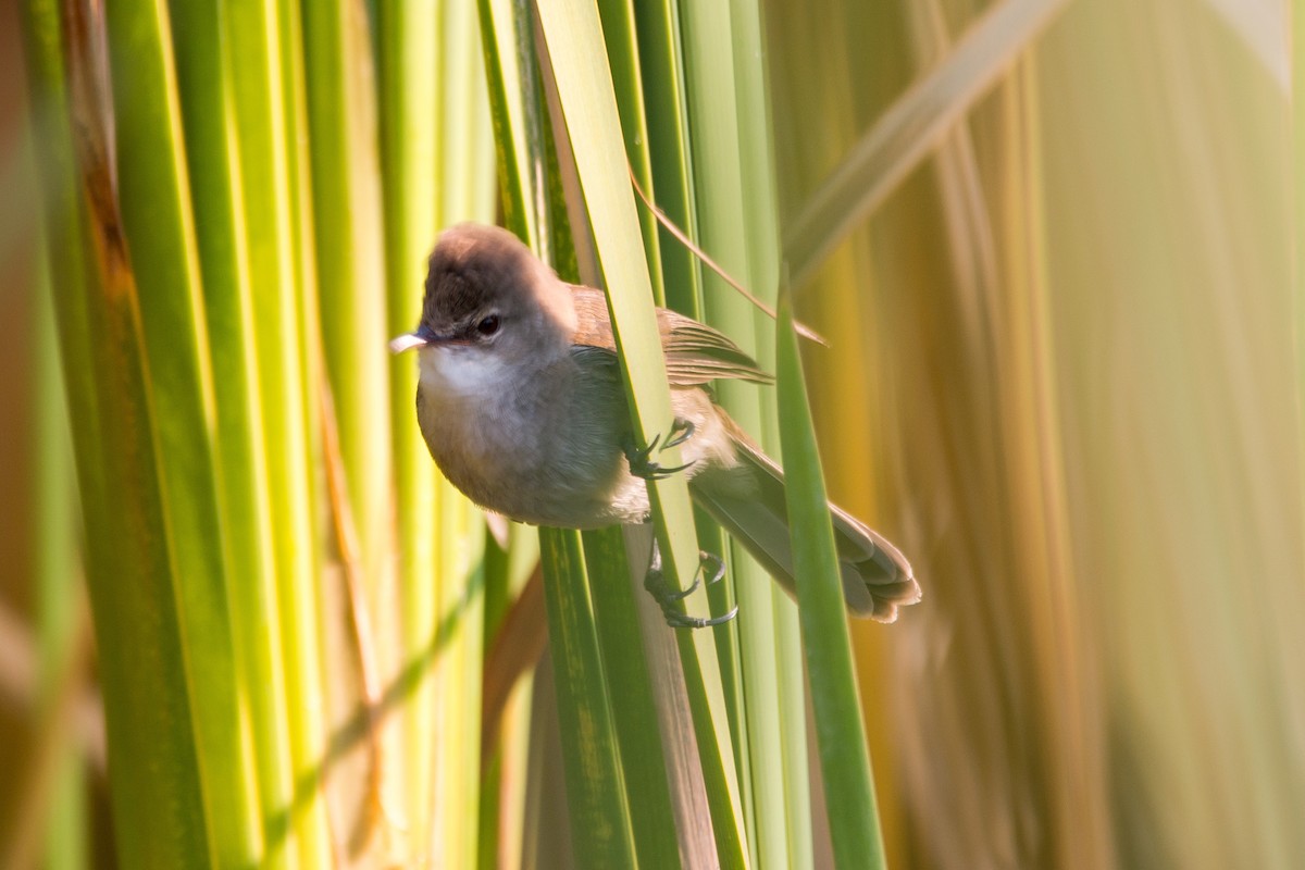 Common Reed Warbler - ML639728060