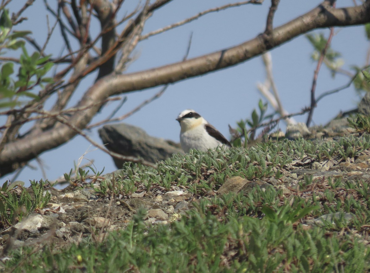 Northern Wheatear - ML639728085