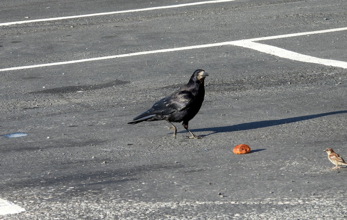 Ipar-belea - ML639728109