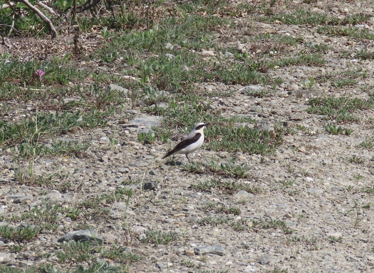 Northern Wheatear - ML639728110