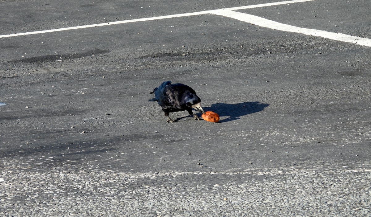 Ipar-belea - ML639728111