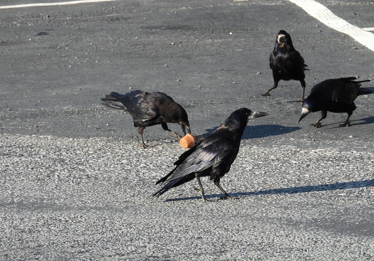 Belabeltza - ML639728112