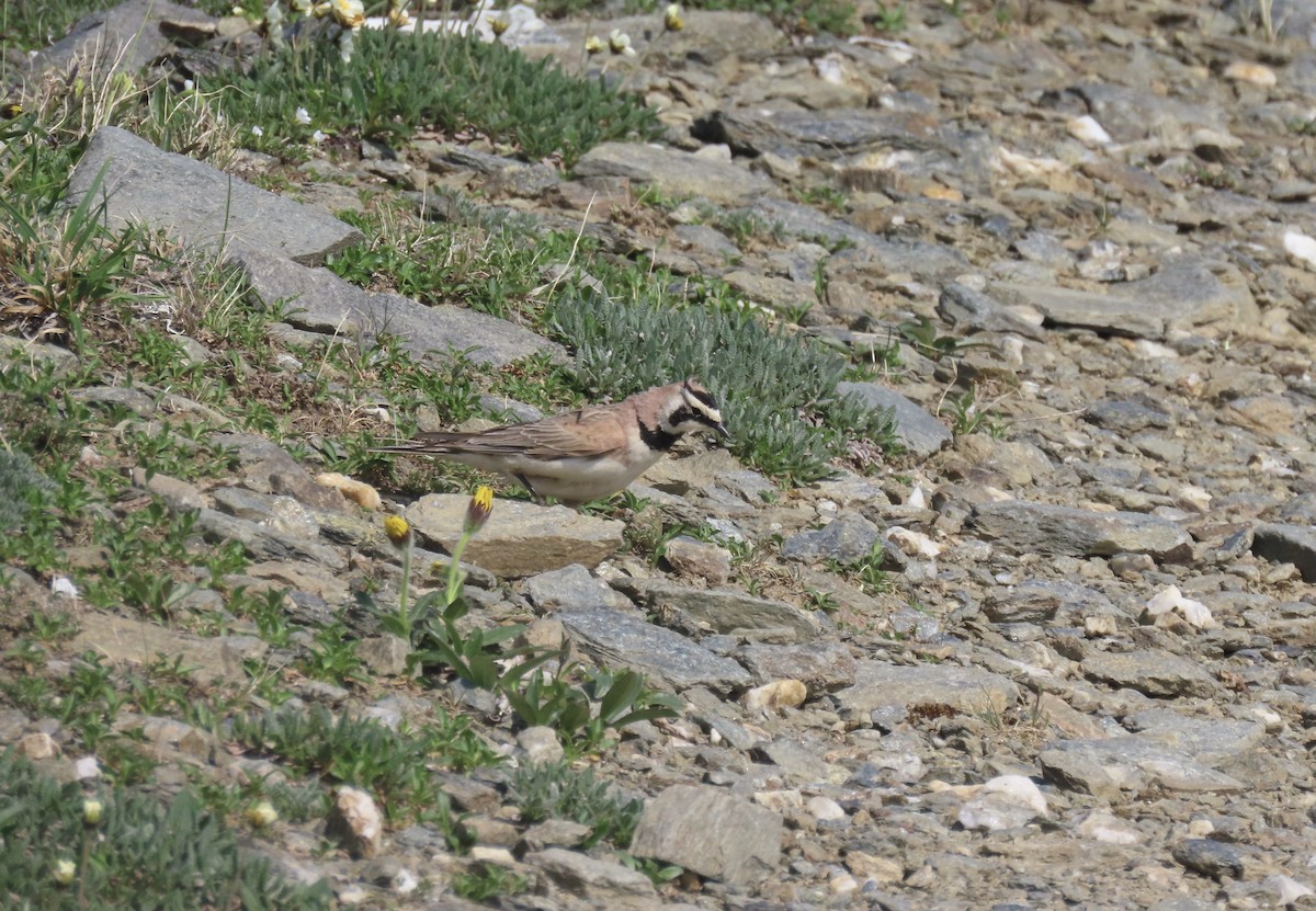 Horned Lark - ML639728150