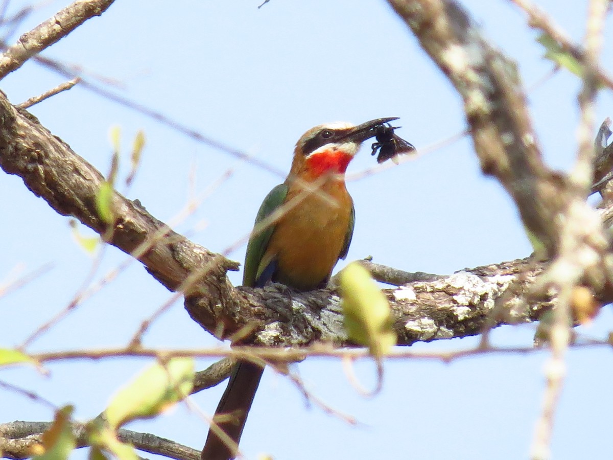 White-fronted Bee-eater - ML639728192