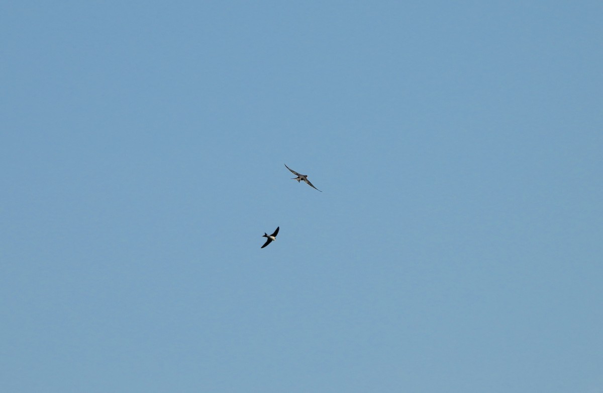 Enara ipurtzuri eurasiarra - ML639728200