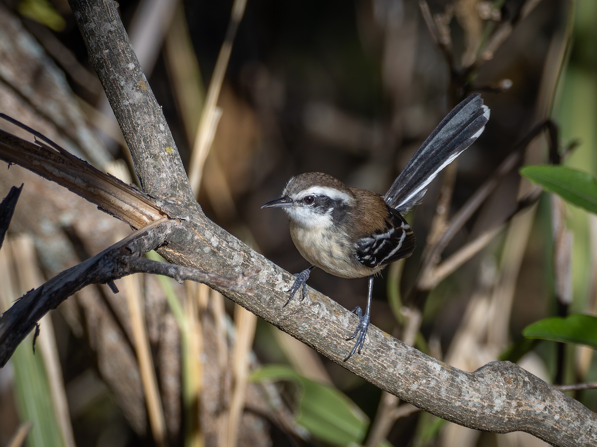 Black-bellied Antwren - ML639728258