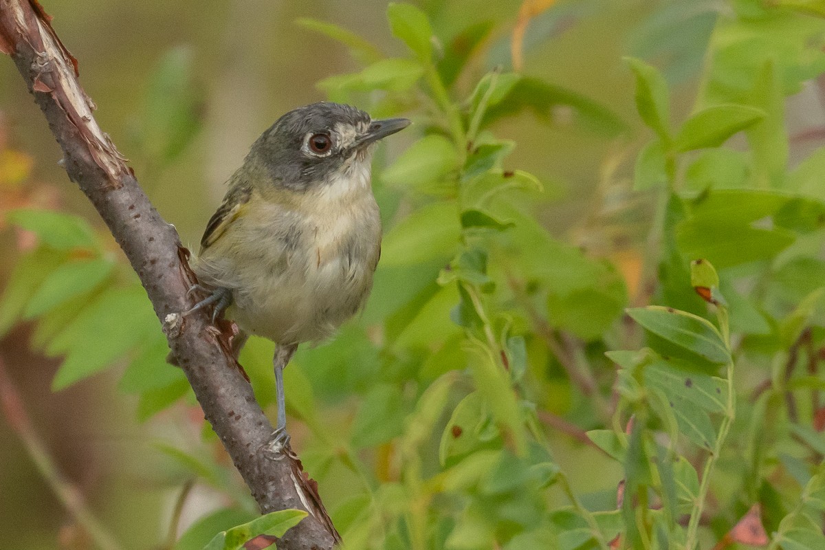 Black-capped Vireo - ML639728312