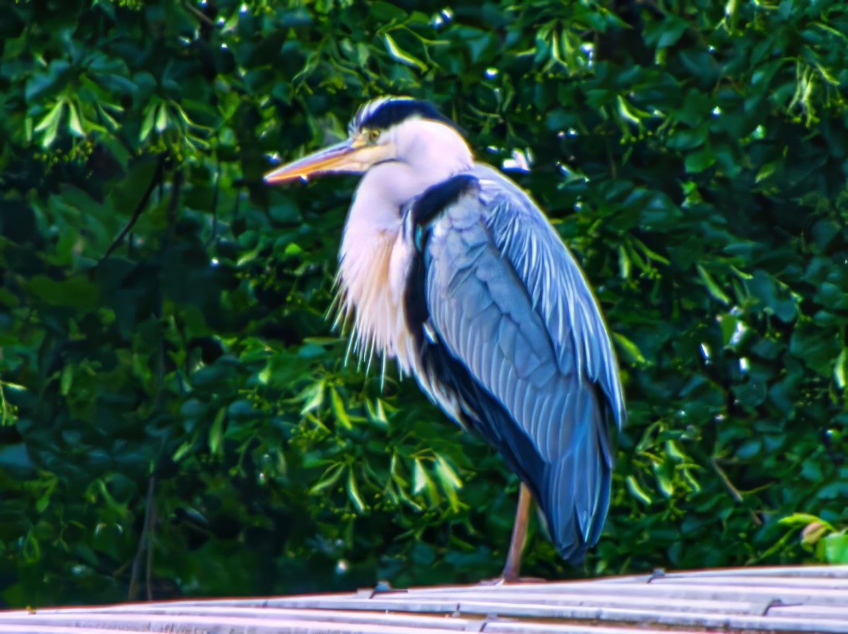 Gray Heron (Gray) - ML639728360