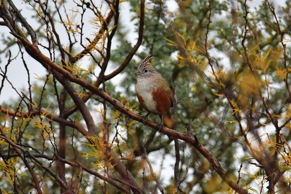 Crested Gallito - ML639728395