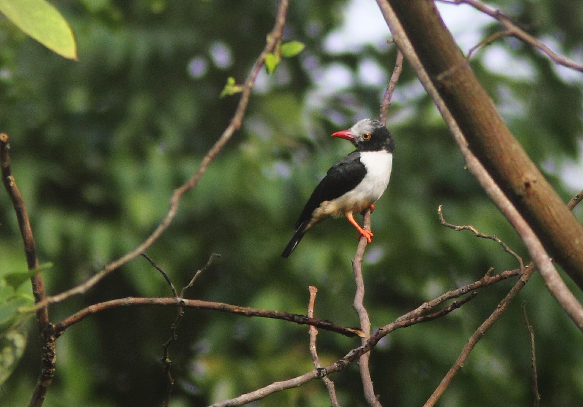 Red-billed Helmetshrike (Red-billed) - ML639728419