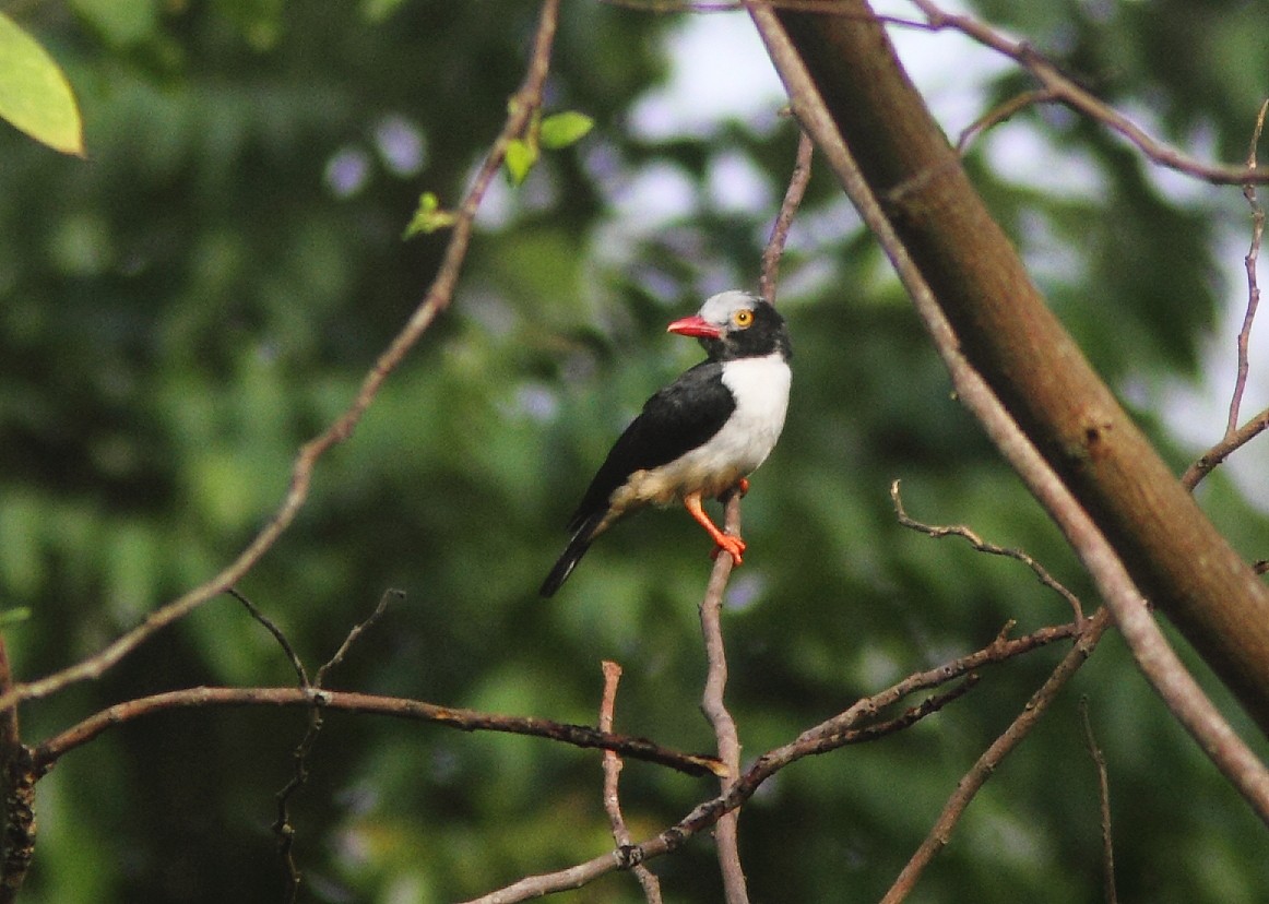 Red-billed Helmetshrike (Red-billed) - ML639728420