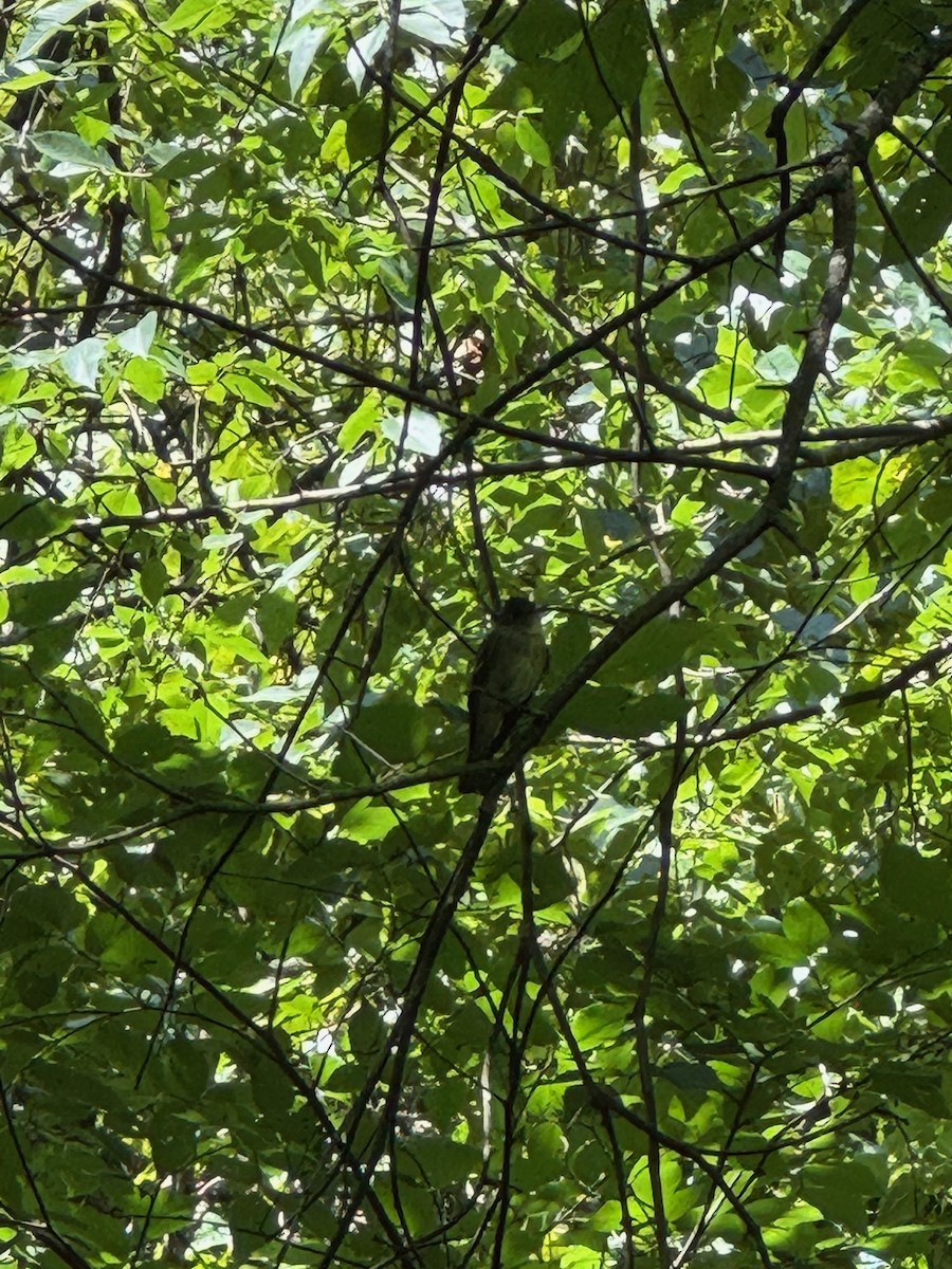 new world flycatcher sp. - ML639728424