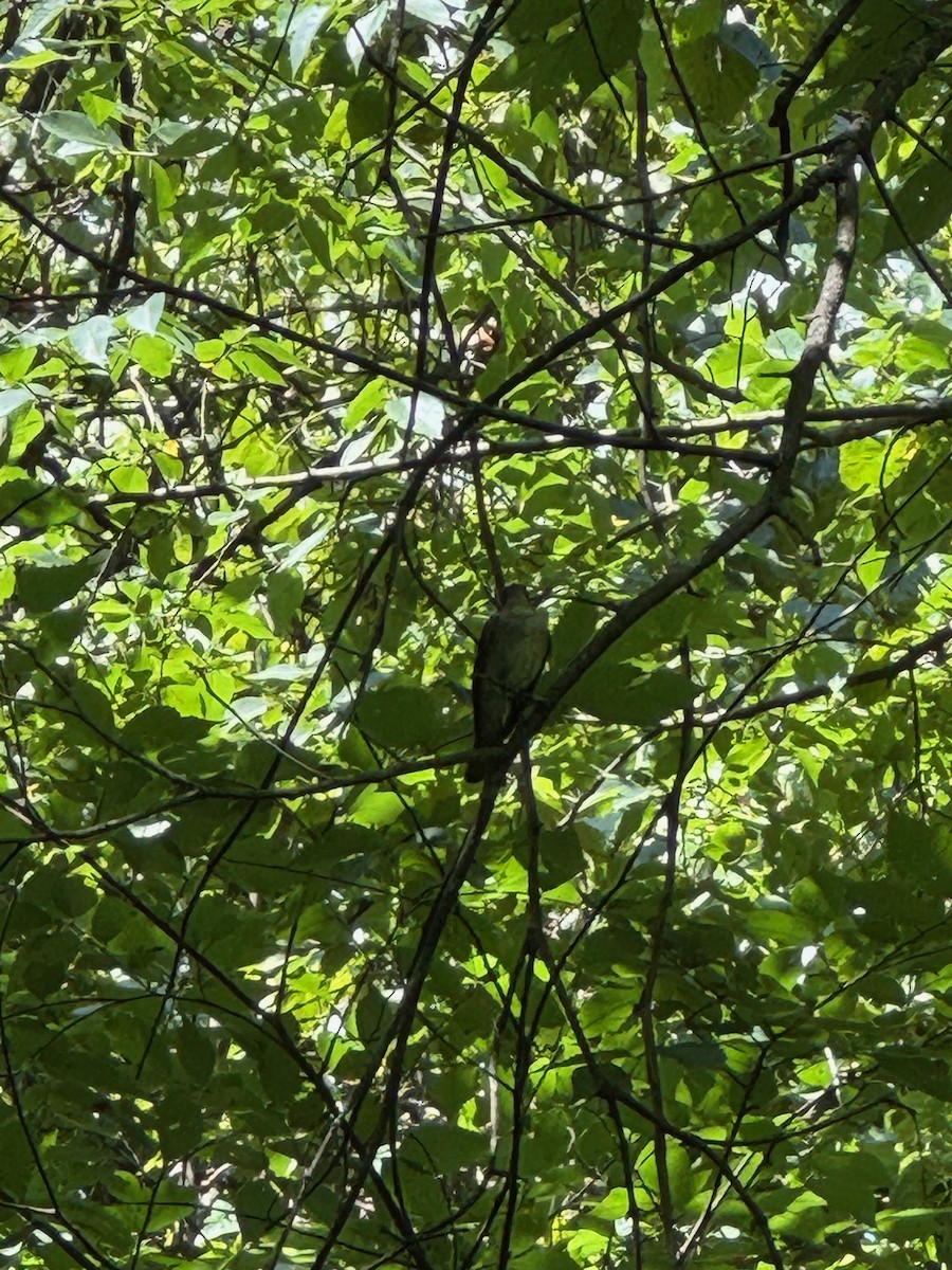 new world flycatcher sp. - ML639728425