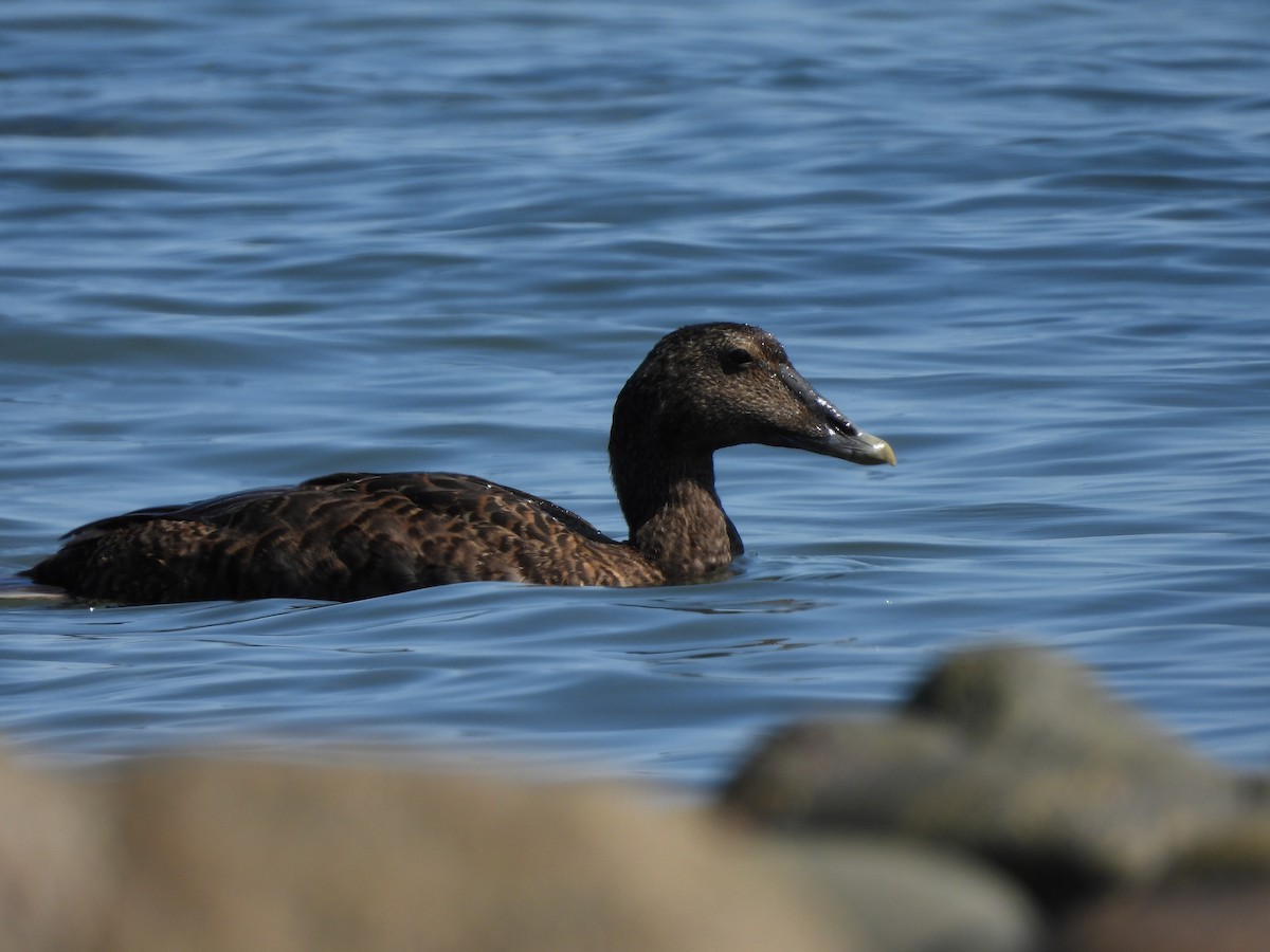 Common Eider - ML639728596