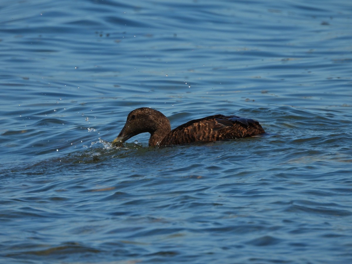 Common Eider - ML639728598