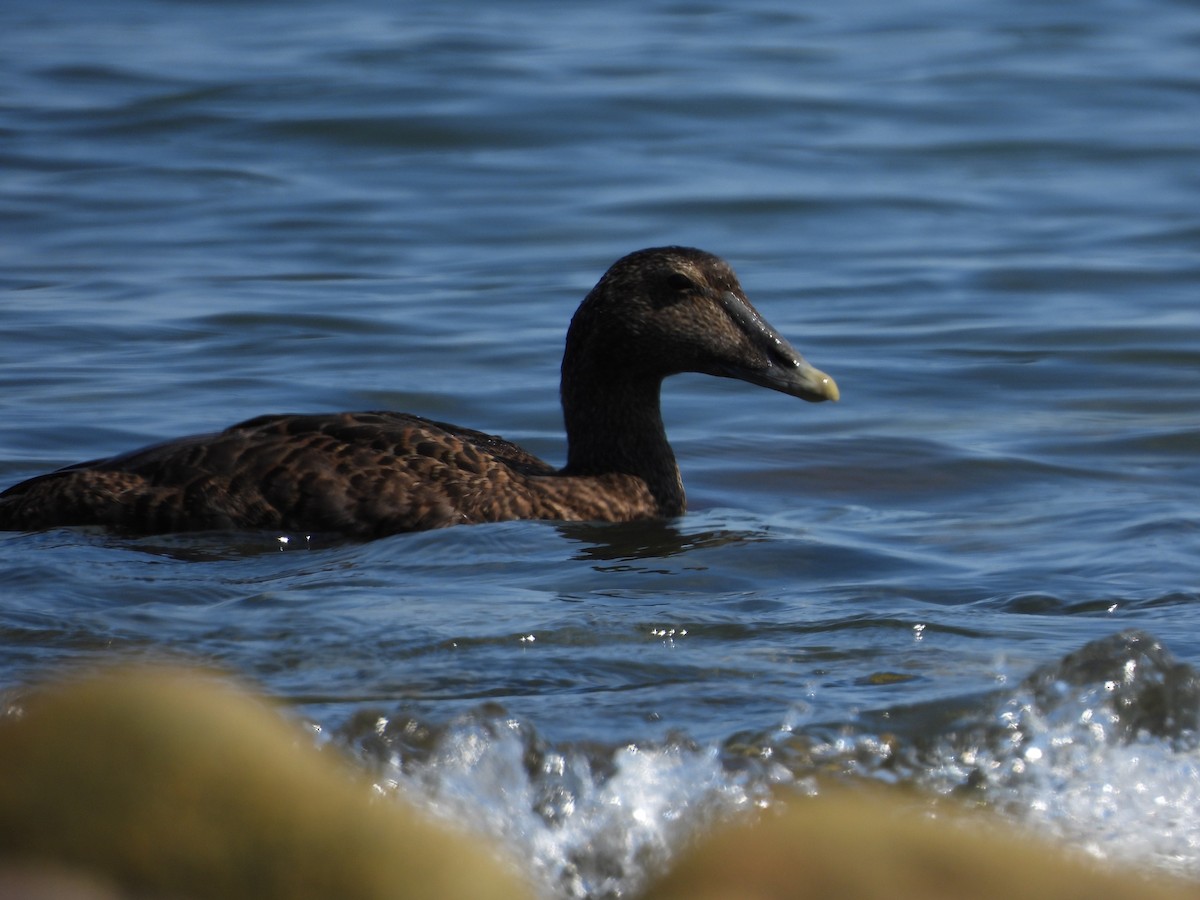 Common Eider - ML639728599