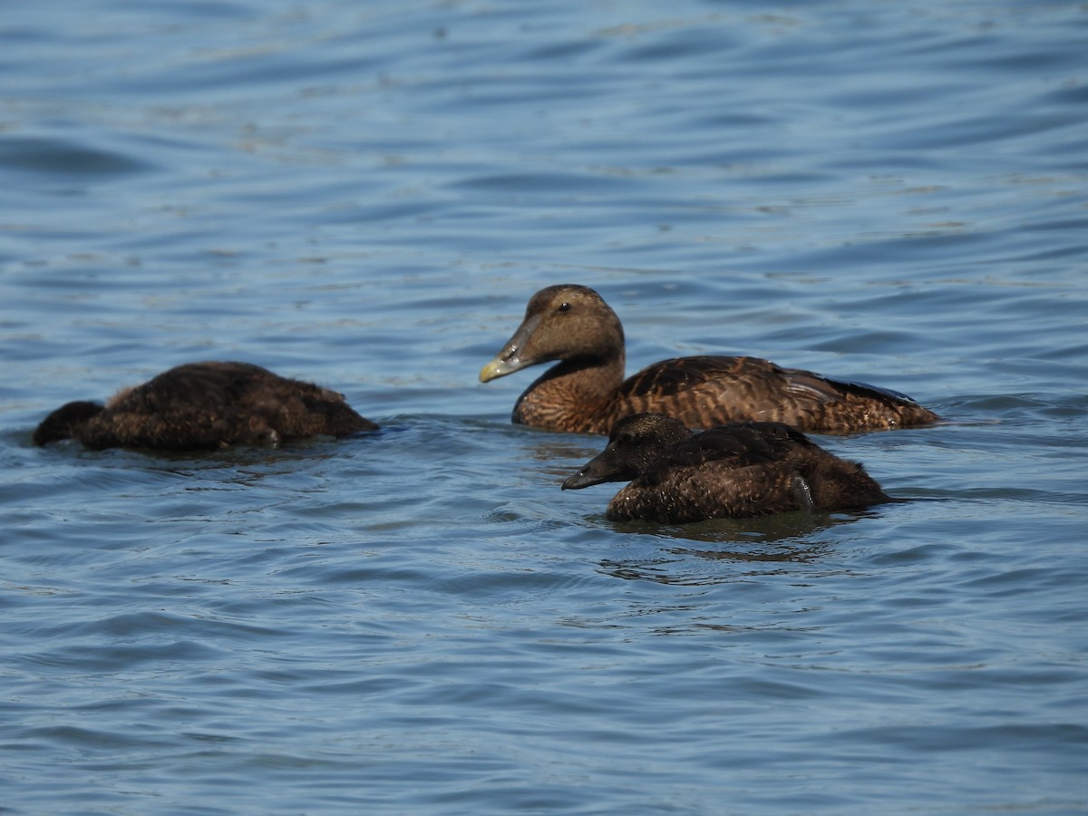 Common Eider - ML639728600